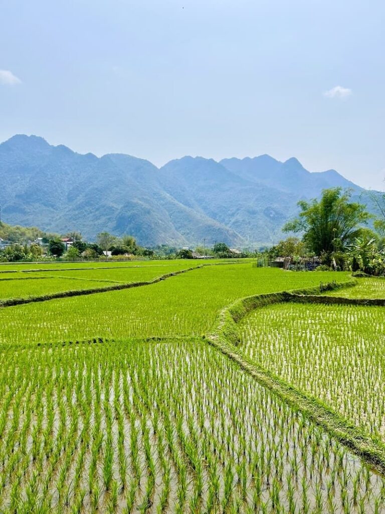 Mai chau landscape showing rice fields and mountains