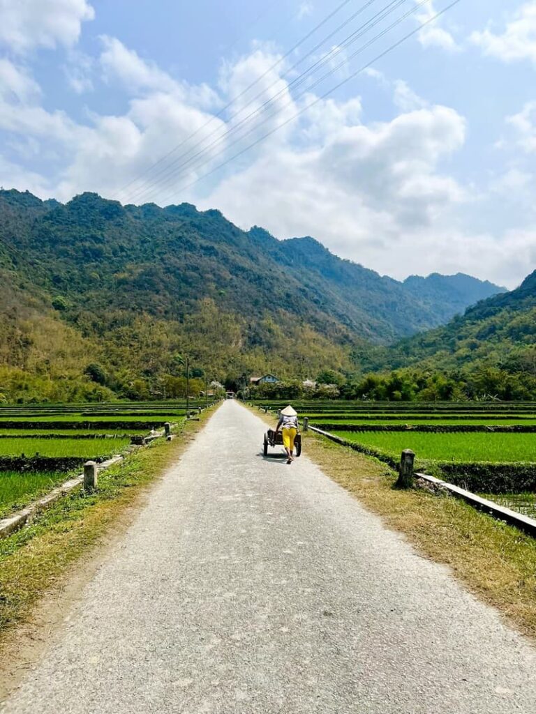 Vietnamese women working in the rice fields of mai chau